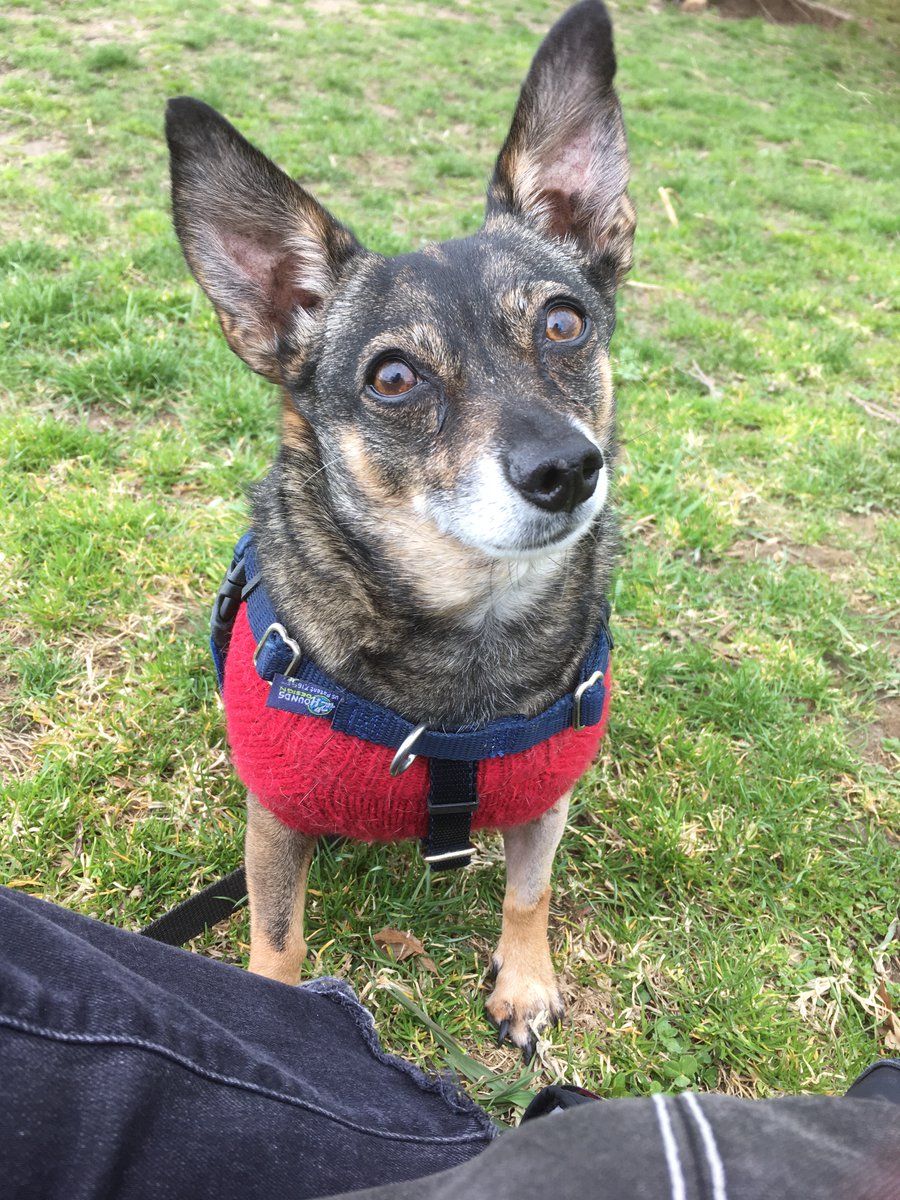 Sorry, twitter doesn’t include alt text from images in their API